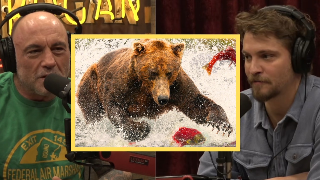 Joe Rogan: The Truth About Bears Is Darker Than You Think 🐻😱
