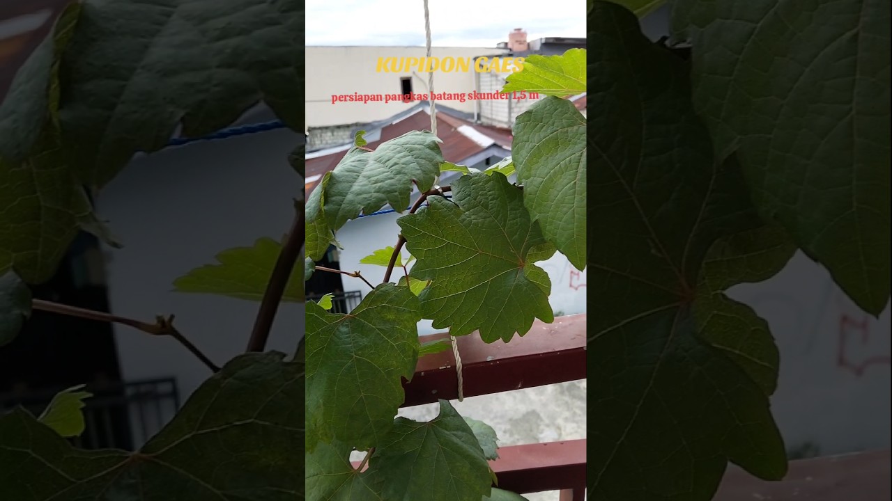 PERSIAPAN PANGKAS BATANG SKUNDER #anggurimpor #kupidon @Cyclooptani