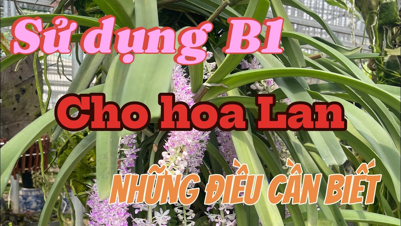B1 và cách sử dụng khi tưới cho lan hợp lí.