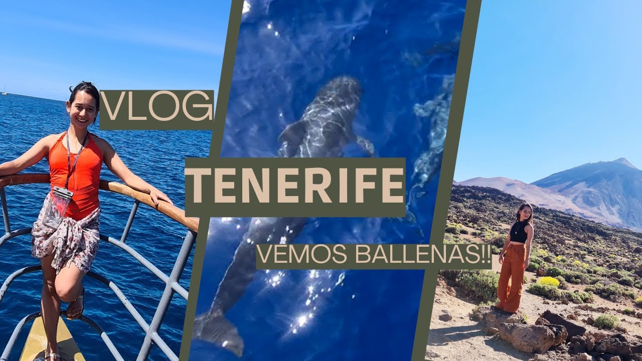 Acompáñenos a descubrir Tenerife/ Vemos ballenas!!!!