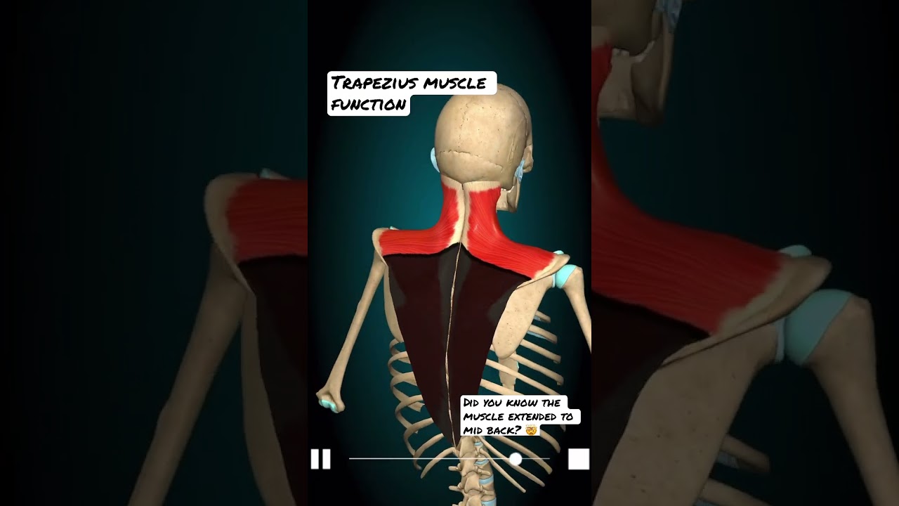 Did you Know Trap extends to Mid Back 😳 Trapezius Muscle Function 🤯