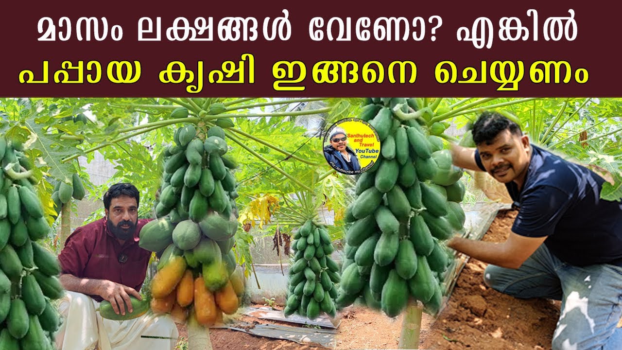 മാസം ലക്ഷങ്ങൾ നേടാം പപ്പായ കൃഷി ഇങ്ങനെ ചെയ്താൽ | Red Lady Papaya | papaya farming