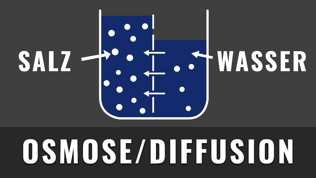 Osmose und Diffusion | Schnell und einfach erkl&auml;rt | Biologie Abitur