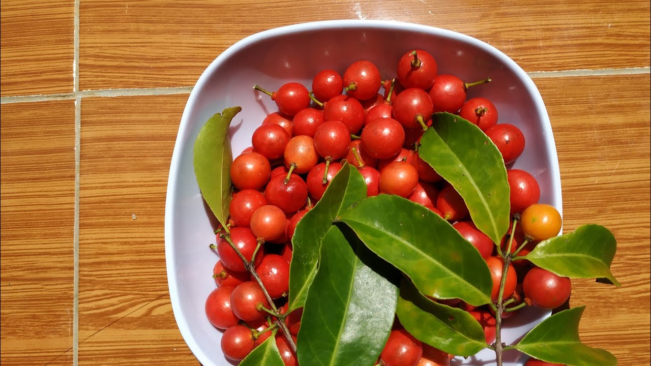 Eugenia reinwardtiana - picking Beach cherry/ Ceder Bay cherry in Java