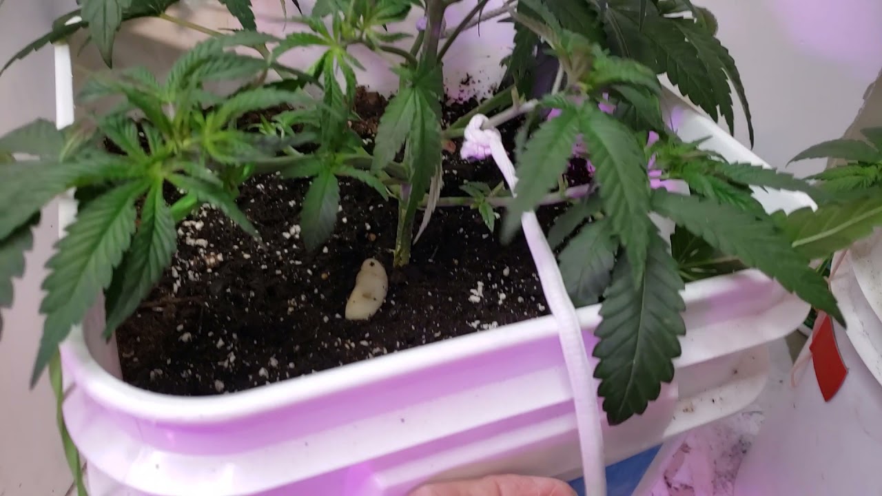 Low Stress Training Gelato OG Photo feminized