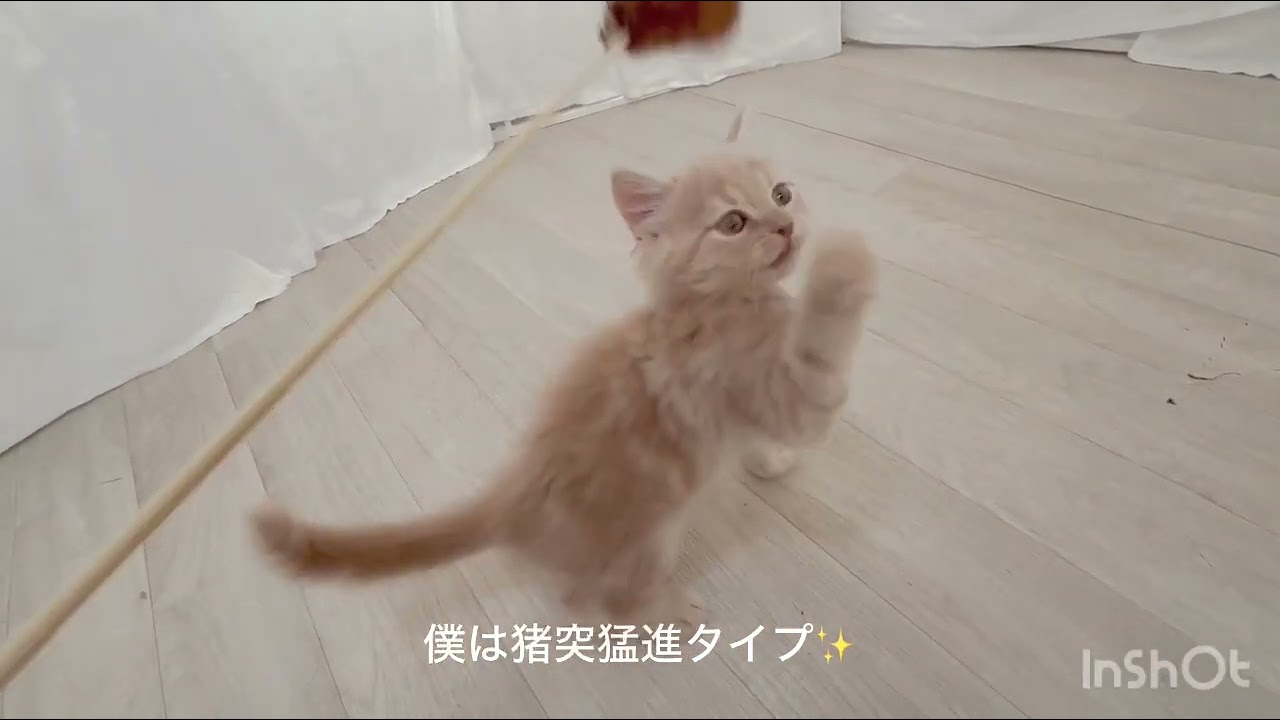 スコティッシュフォールドの男の子☆彡