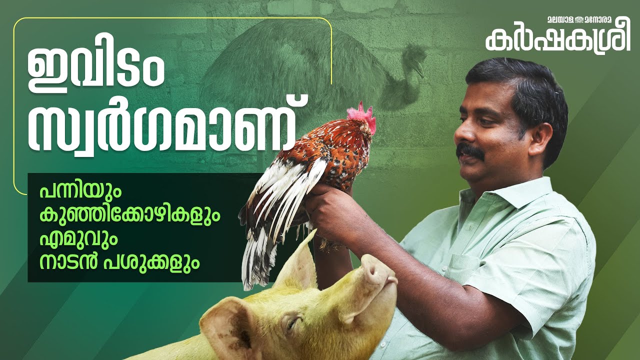 പന്നിയും കുഞ്ഞിക്കോഴികളും എമുവും നാടൻ പശുക്കളും, ഇവിടം സ്വർഗമാണ് | Farming | Karshakasree