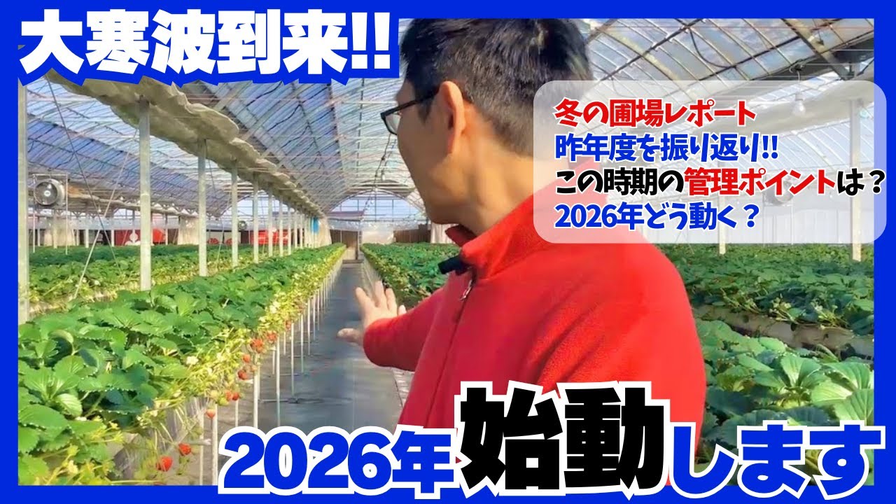 【いちご栽培】2026年始動します【今の圃場状態は？】