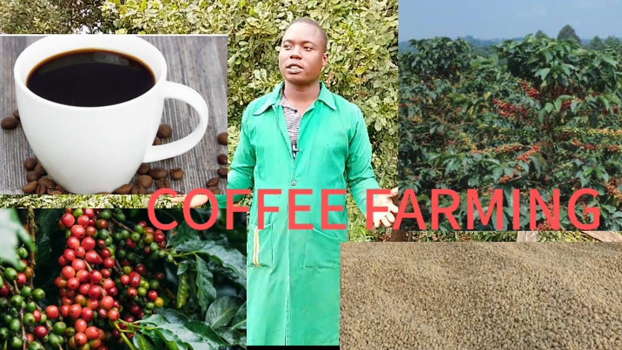 Coffee Farming in meru ||Part 1
