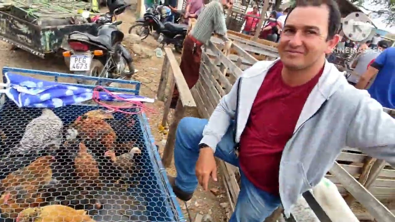 Feira de Caprinos, Ovinos , aves e Suínos de Tabira-PE dia 21/01/26