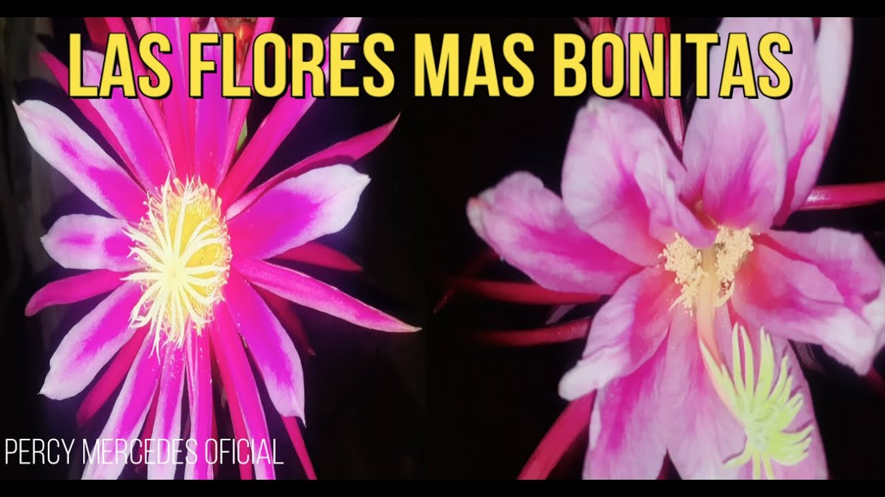 FLORES DE PITAHAYAS MAS BONITAS DEL MUNDO ---  MARMEL 8 VS ASUNTA 5 DRAGON FRUIT