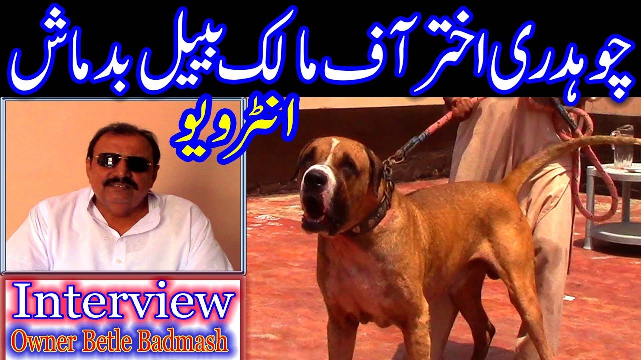 Betle Badmash Bully Kutta And Interview Owner Betle Badmash Bully Kutta Qazi Akhter