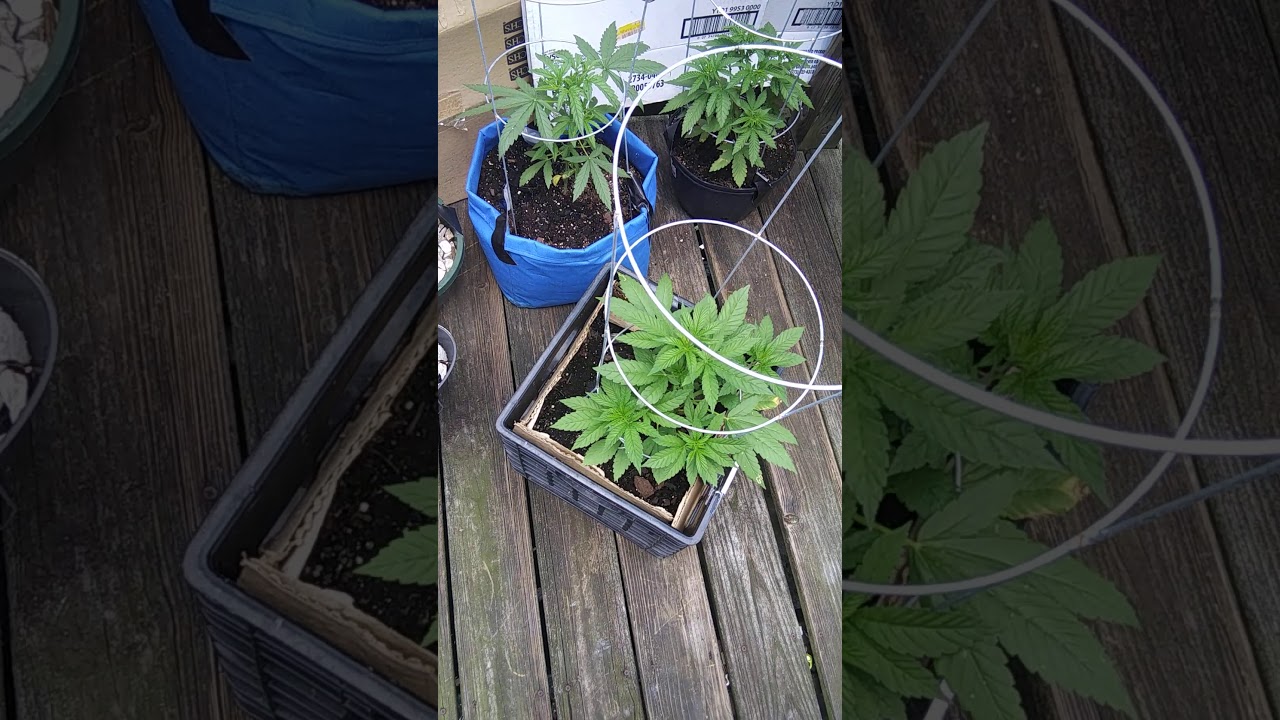 Medical marijuana grow day 29