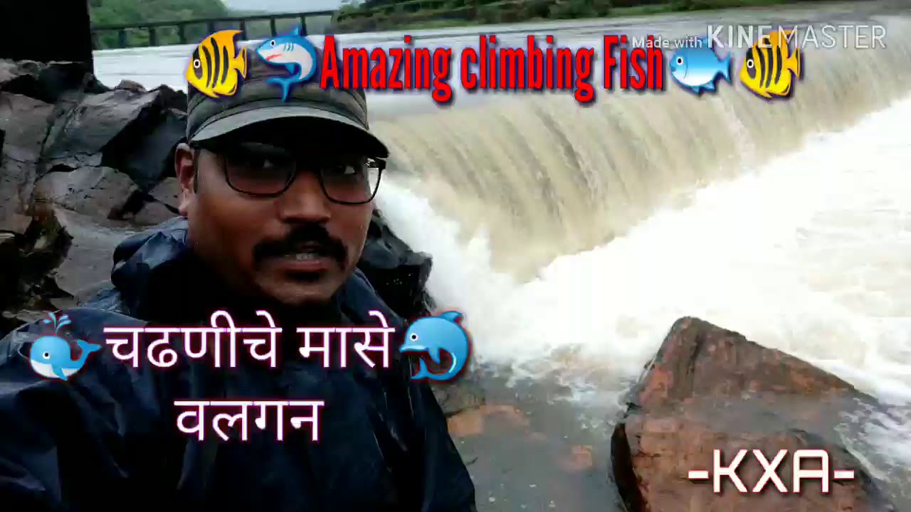 Amazing climbing Fish video in konkan