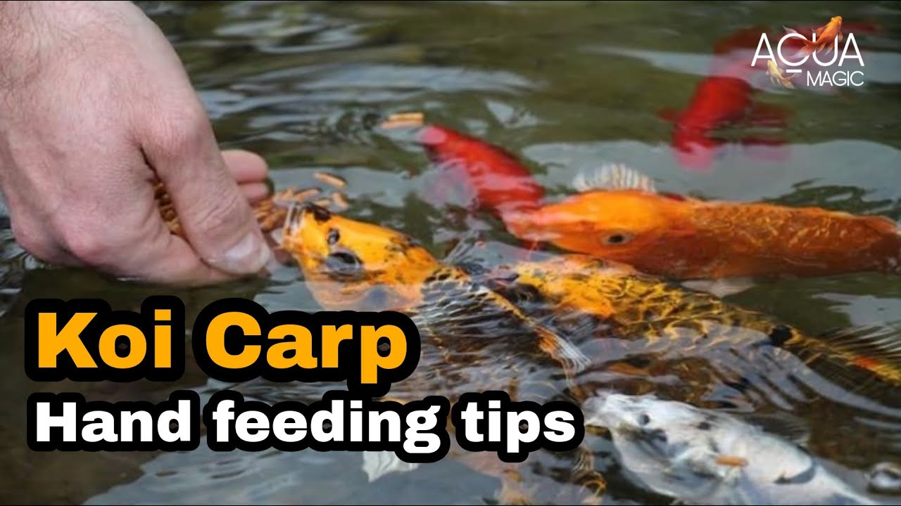 Koi carp hand feeding malayalam | japanese koi carp hand feeding malayalam |@aquamagicvlog| 72