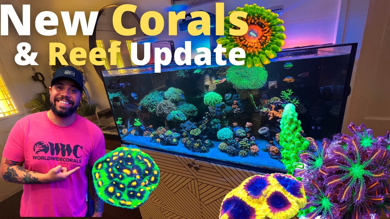 NEW CORALS & REEF UPDATE!