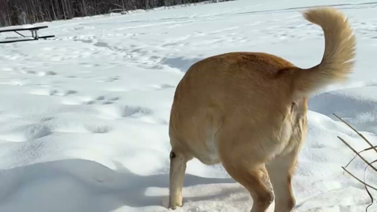 Daisy In Widescreen Running In Snow
