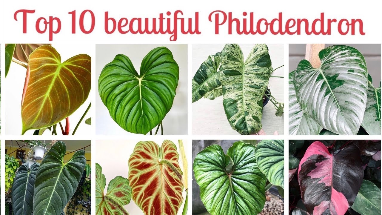 Top 10 Beautiful Philodendrons You Must Have (indoorplants)