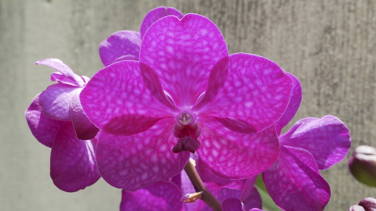 Vanda Princess Mikasa 'Pink' - Orchideen Pflege leicht gemacht!