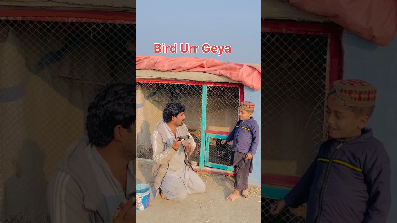 Sparrow Birds Azad Kia #sparrow #birds #birdlovers #petlover #pets