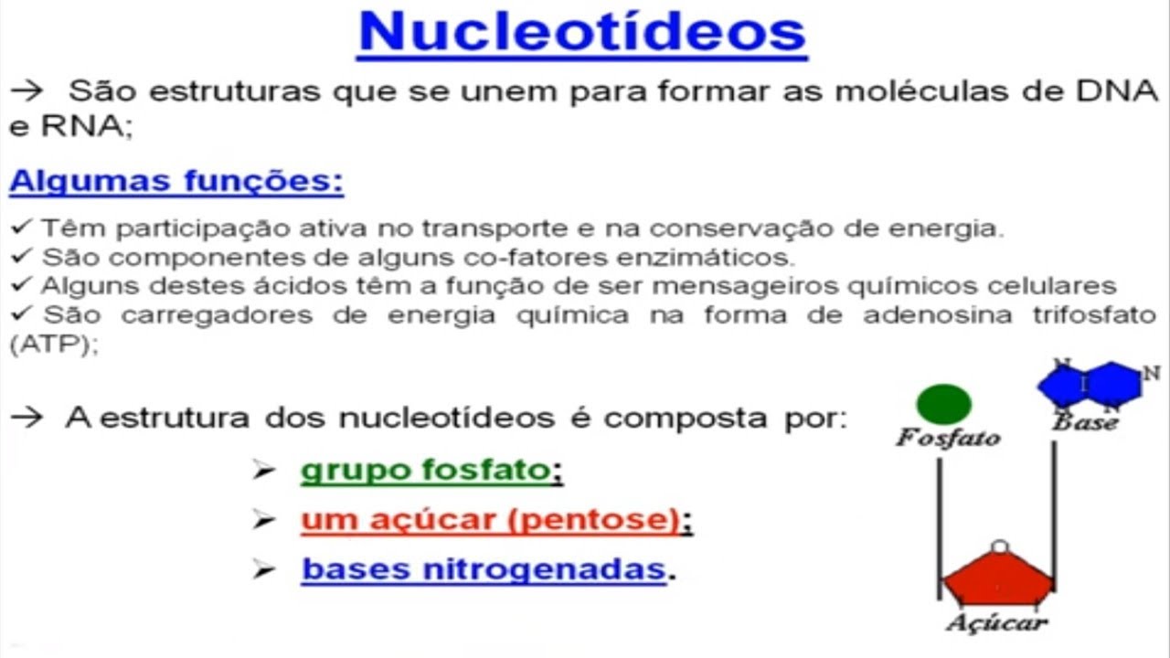 Exercícios Ácidos Nucleicos Relação de Chargaff