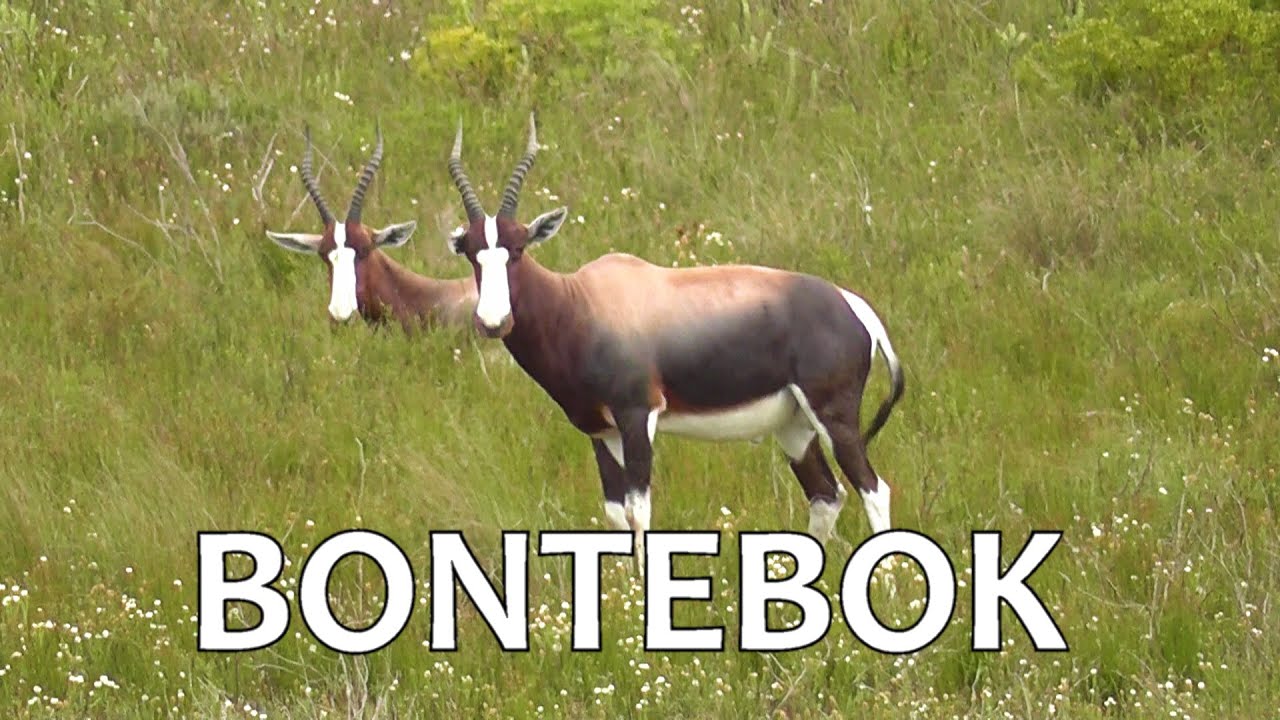 SOUTH AFRICA  bontebok (Bontebok national park)