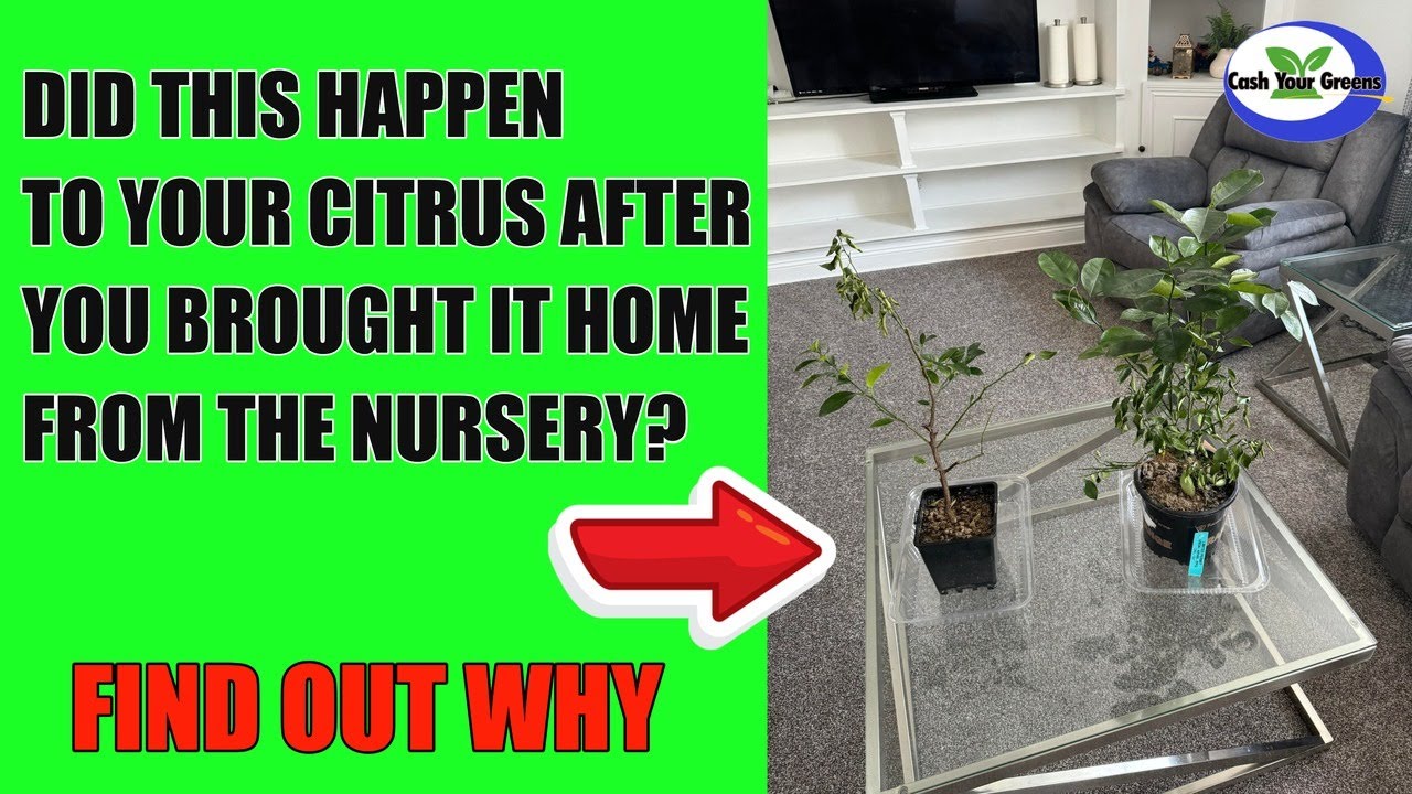 WHY IS MY CITRUS DROPPING ITS LEAVES AFTER I BROUGHT IT HOME?  Is it dying?