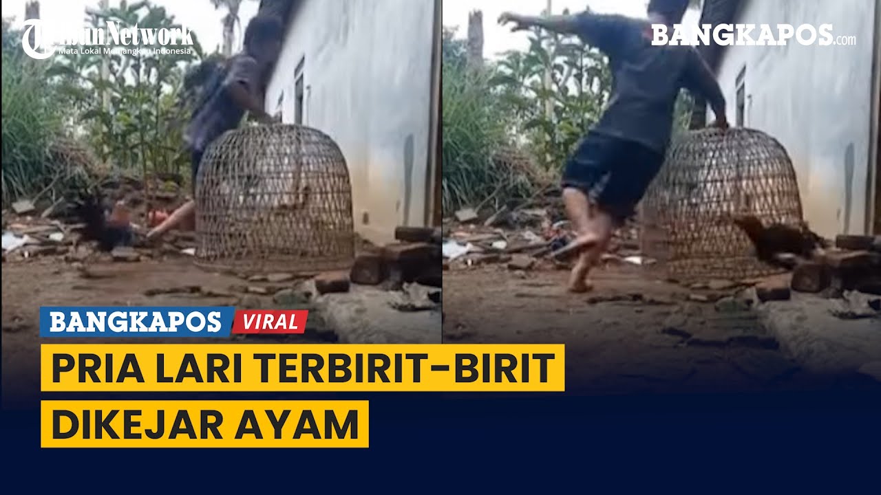 Pria Ini Lari Terbirit-birit Dikejar Ayam