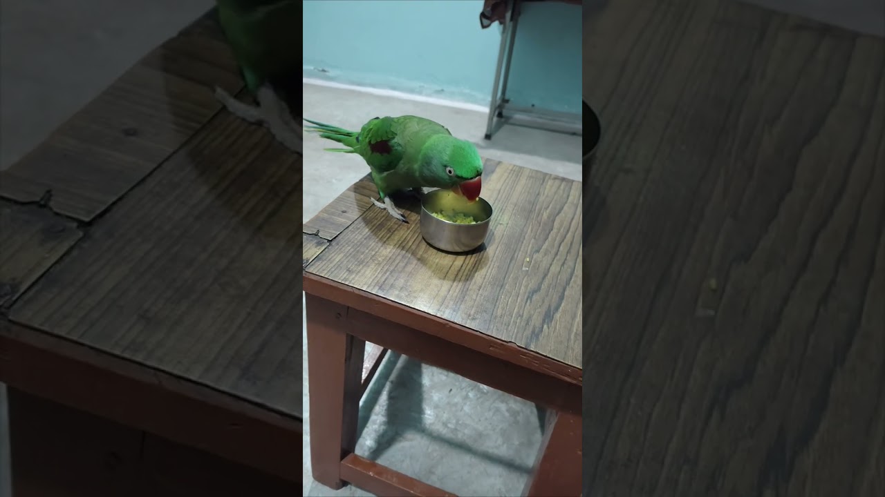 #parrotsofinstagram #parrotlife#petparrot #cuteparrot #talkingparrot #parrotlover