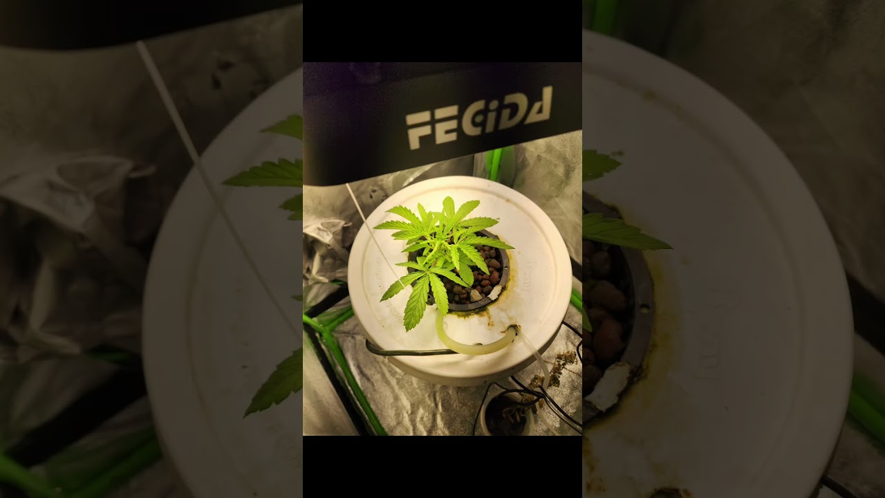 Autoflower Growth: From Seedling to Monster in 30 Days #cbd #weed #autoflower #hydroponics