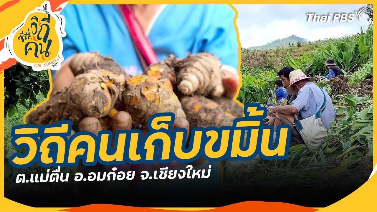 วิถีคนเก็บขมิ้น ต.แม่ตื่น อ.อมก๋อย จ.เชียงใหม่ | ซีรีส์วิถีคน