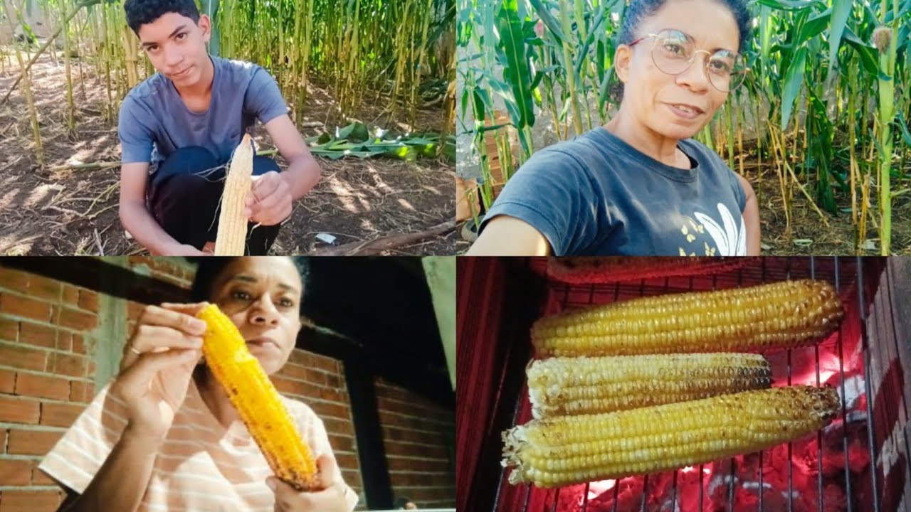 Colhendo milho verde com meu filho para assar + fiz  mingau de milho 🌽