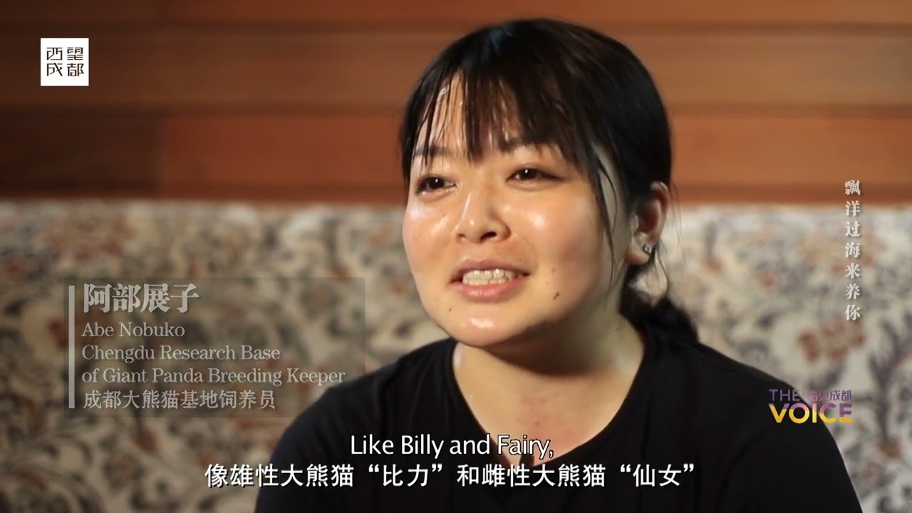 動画の主人公は、幼い頃からパンダと素晴らしい縁を結んできたため、大人になってからその愛情を胸に抱き、日本から遥々中国四川省までやってきた飼育員、阿部展子さんです。