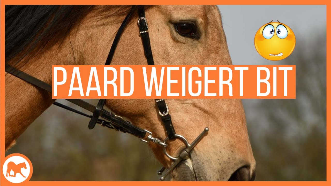 Wat als je paard zijn mond niet open doet voor het bit?
