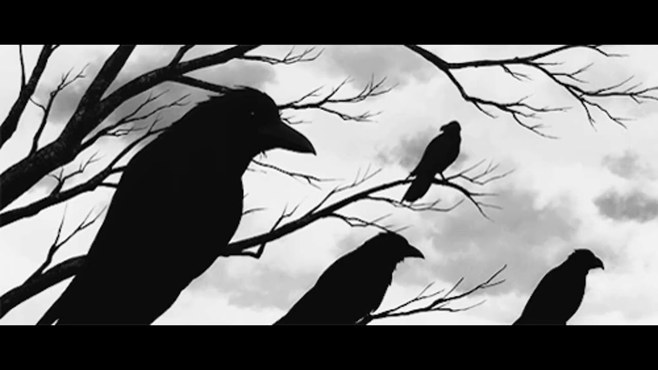 Scary Crow Sound Effects // Efectos De Sonido De Cuervo Aterrador