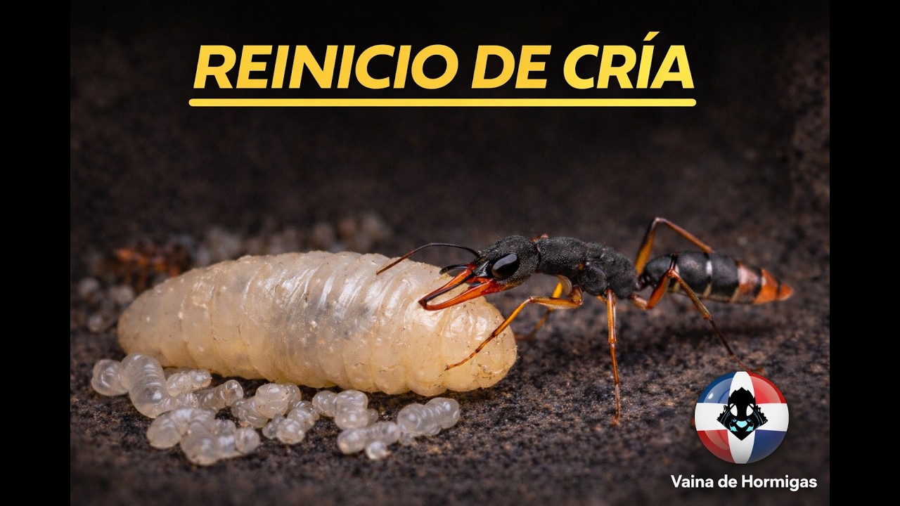 DE CASI COLAPSO A EXPLOSION DE CRIA – HARPEGNATHOS VENATOR | DIARIO DE COLONIA DE HORMIGAS