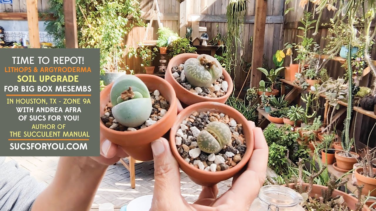 Lithops Soil Upgrade: Repotting big box store Mesembs
