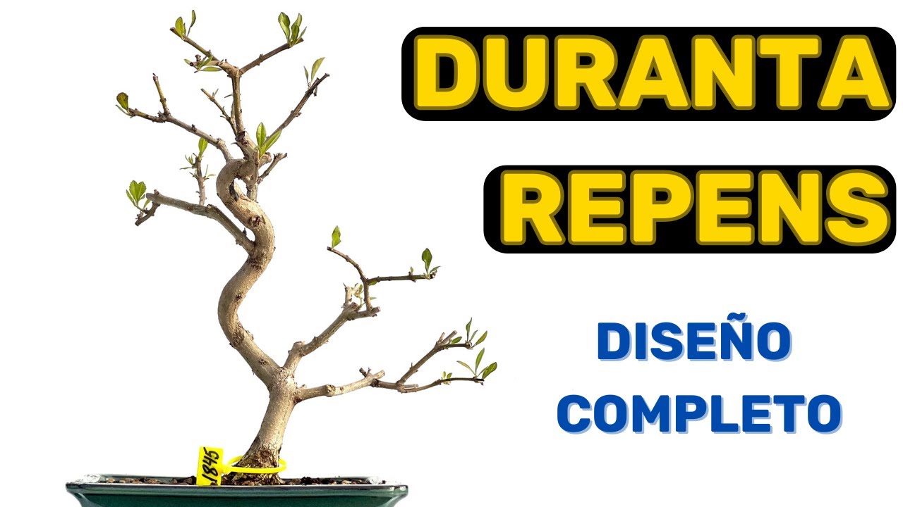 Cómo Trasplantar y Diseñar una Duranta: Guía Completa para Bonsái