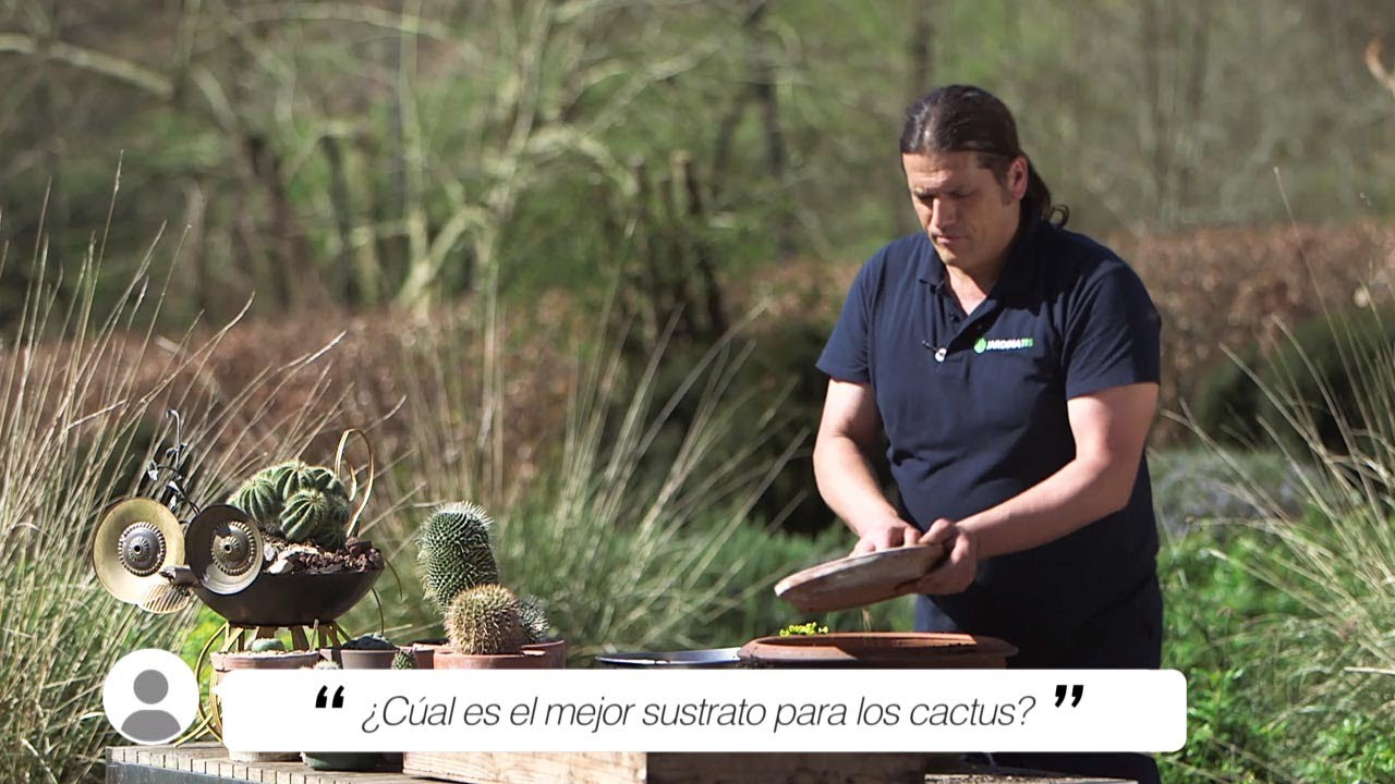 ¿Cuál es el mejor sustrato para los cactus y plantas crasas? - Briconsulta - Jardinatis