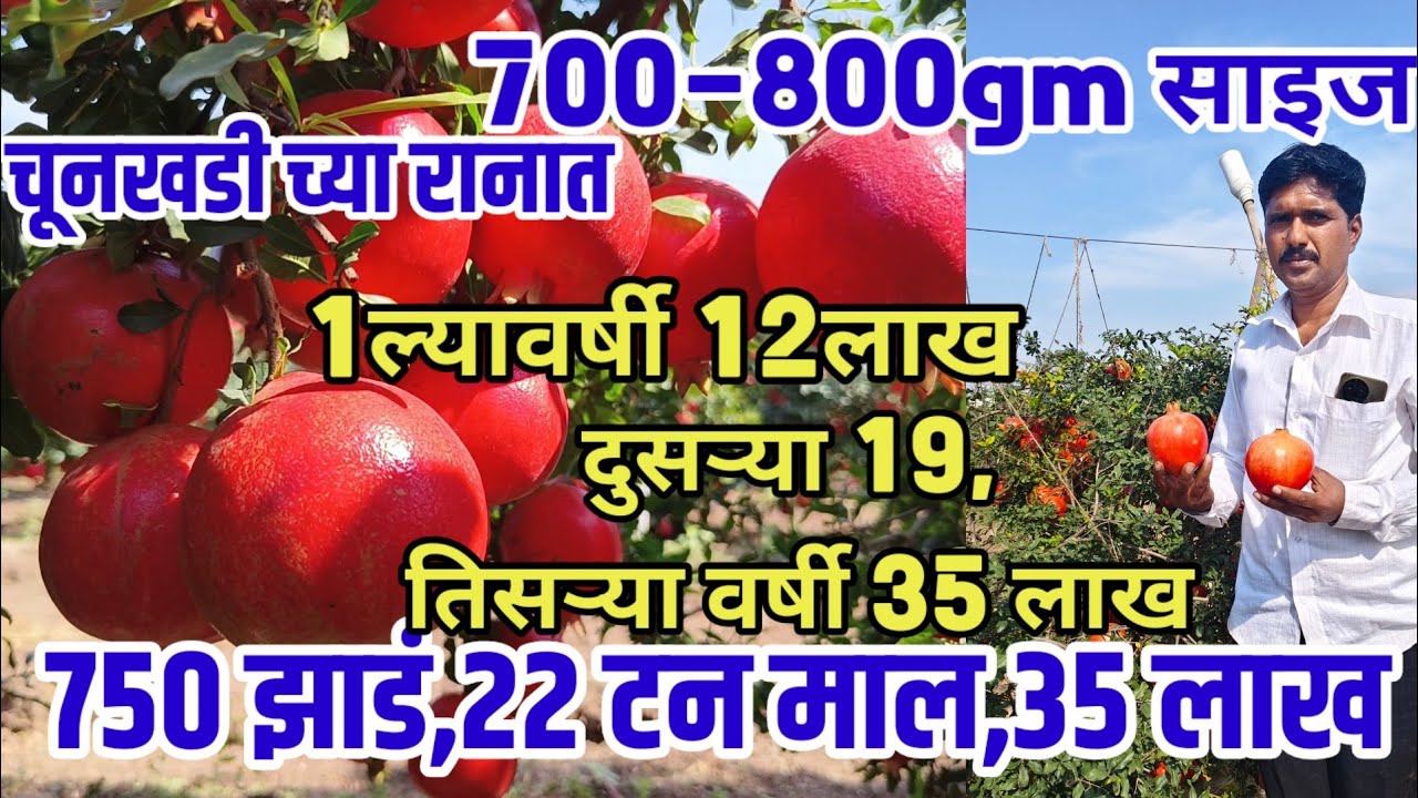 1ल्या वर्षी 12,2ऱ्या 19,3ऱ्या वर्षी 35 लाख,750 झाड22 टन माल,700-800gm माल,50%खर्च असणारी dalimb_शेती