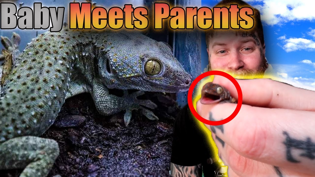 Will Tokay Geckos Remember Their Babies? Lets Find Out!