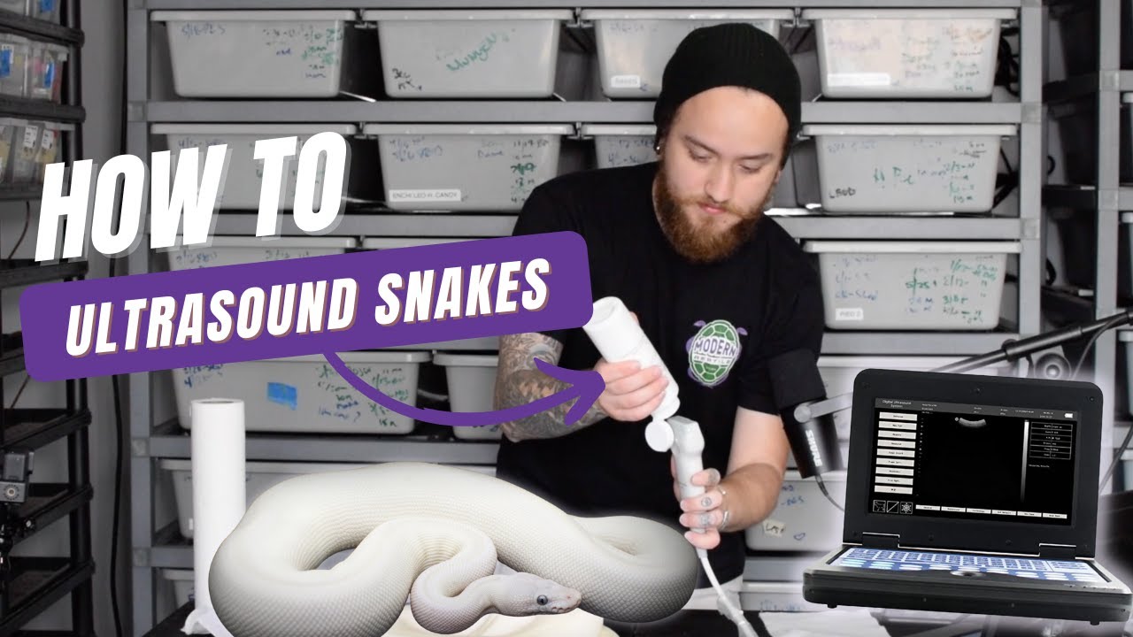 Pregnant Snakes?! How to Ultrasound your Reptiles