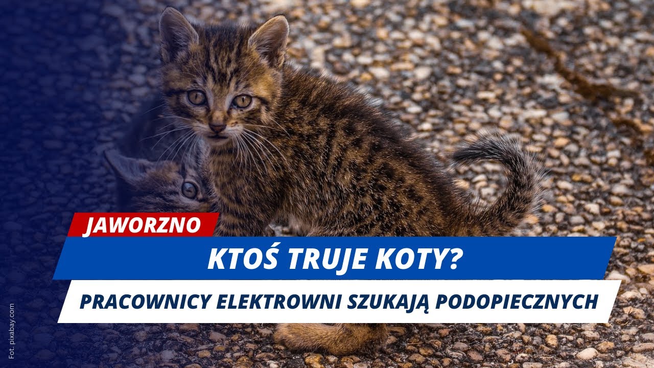 Jaworzno: zaginęły koty, którymi opiekowali się pracownicy elektrowni?