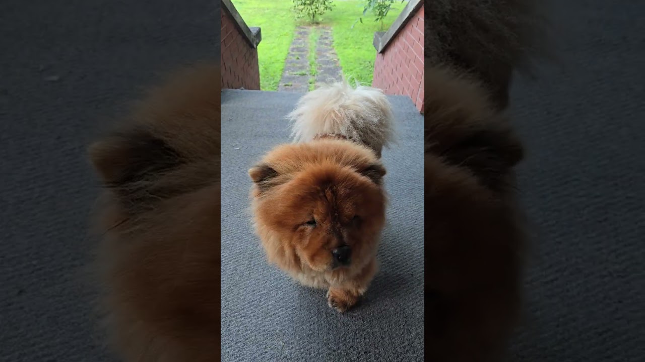 My Daughter Chow Chow Climbing the Stairs 3 - The Victorian Home Revival