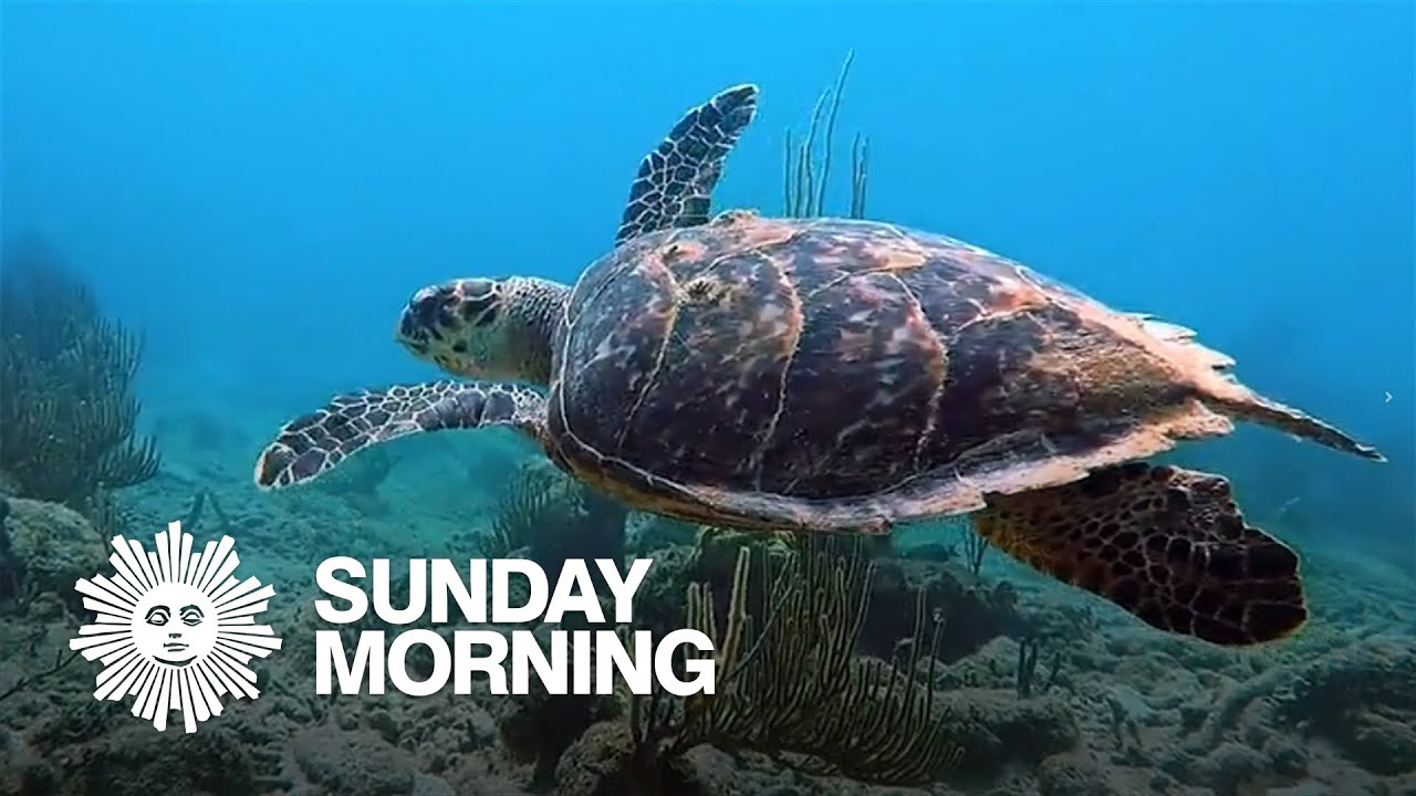 Nature: British Virgin Islands