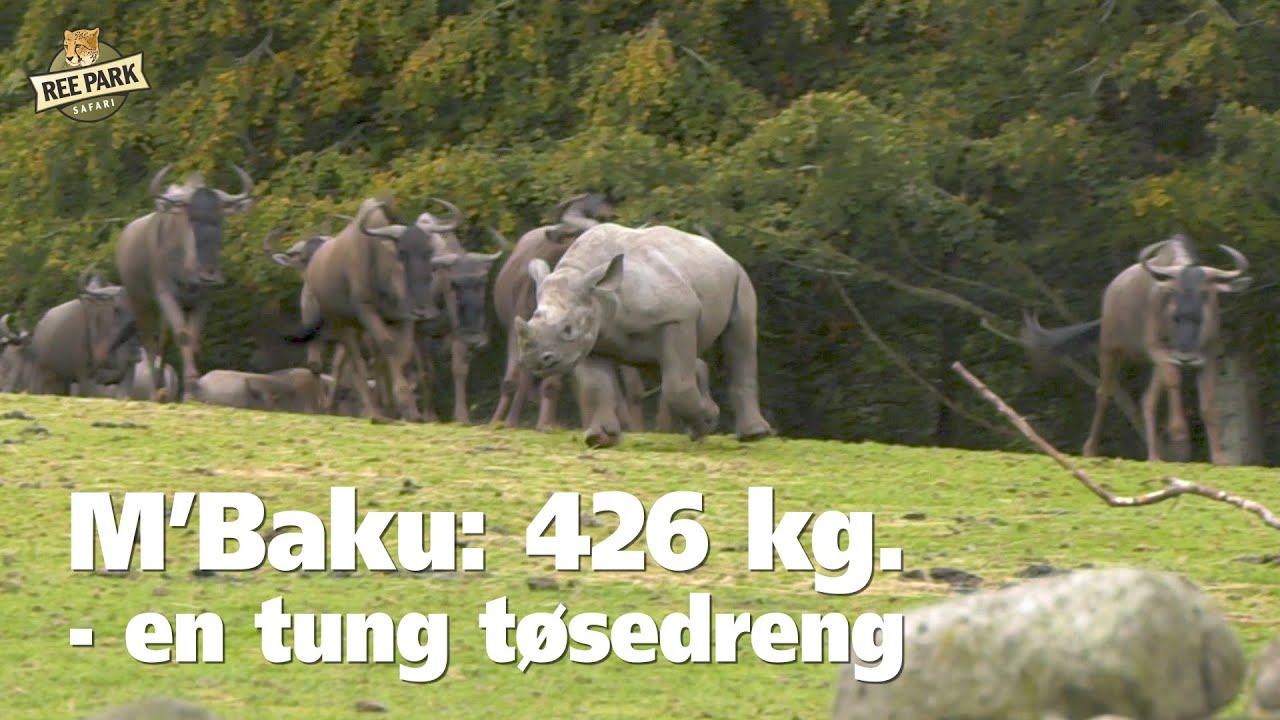 M'Baku: 426 kg. - en tung tøsedreng
