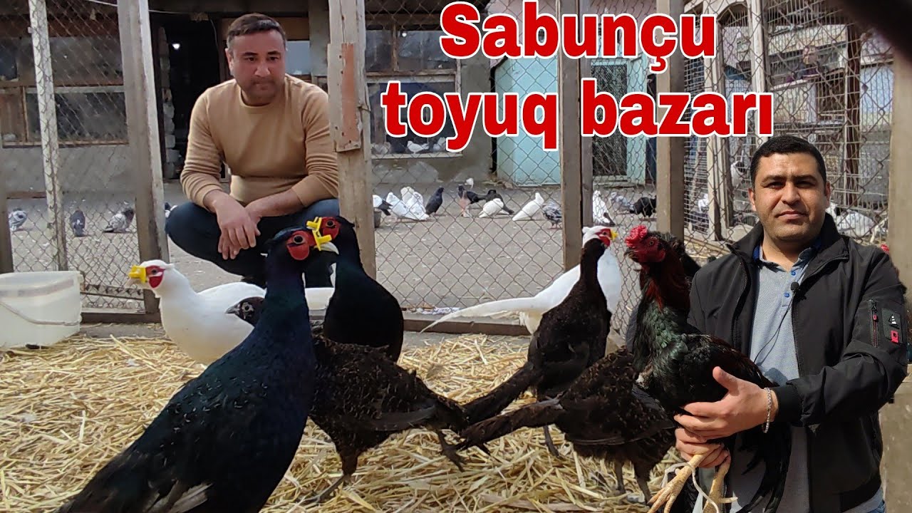 Sabunçu Toyuq bazarı 10 aprel 22 #mubarizemintv #sabuncutoyuqbazari #sabuncuqusbazari