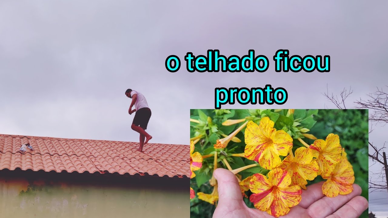 O telhado ficou pronto, chuva forte, limpeza no canteiro @ranchoverdedaval #roça,#natureza #vida 