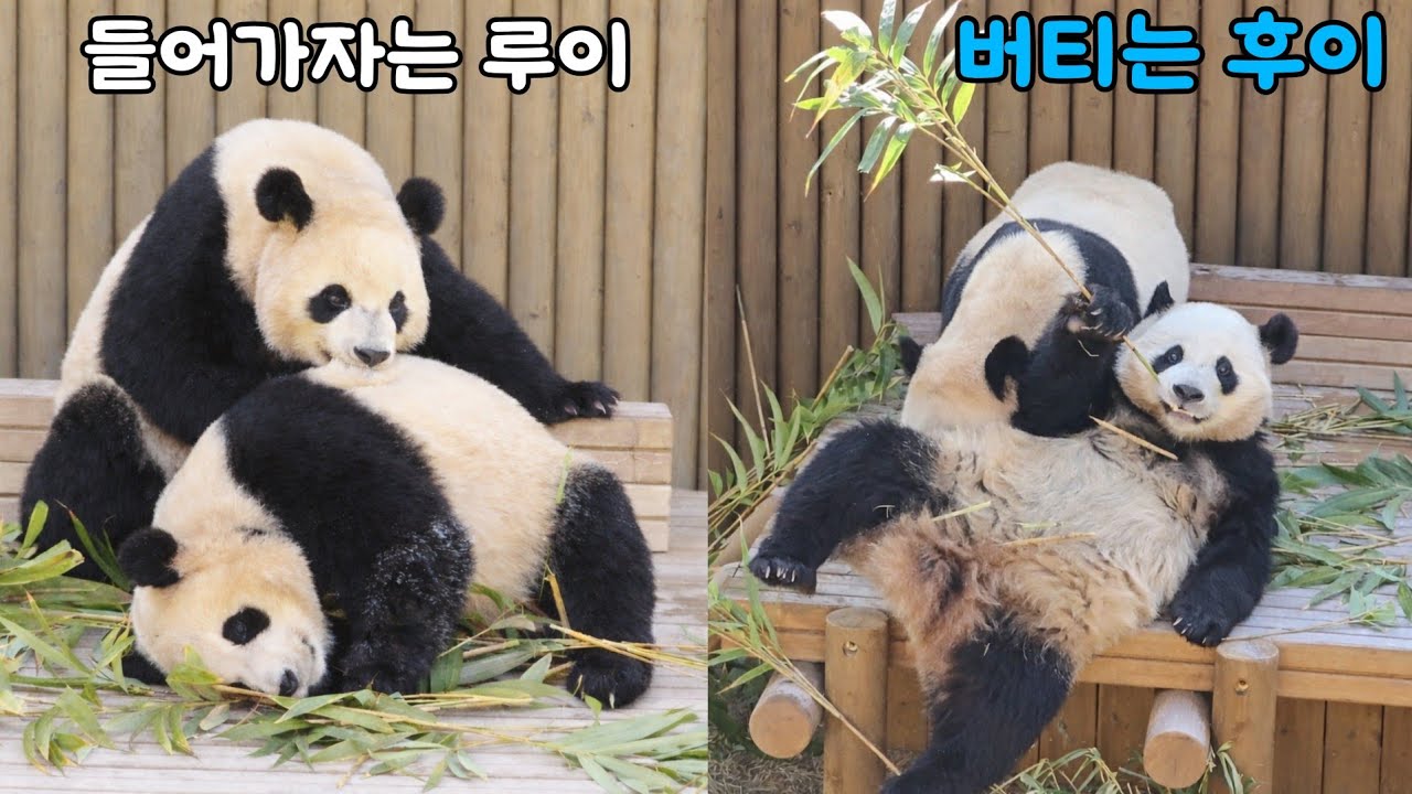 [ep.777]26.02.19 들어가자는 루이♡버티는 후이🤭