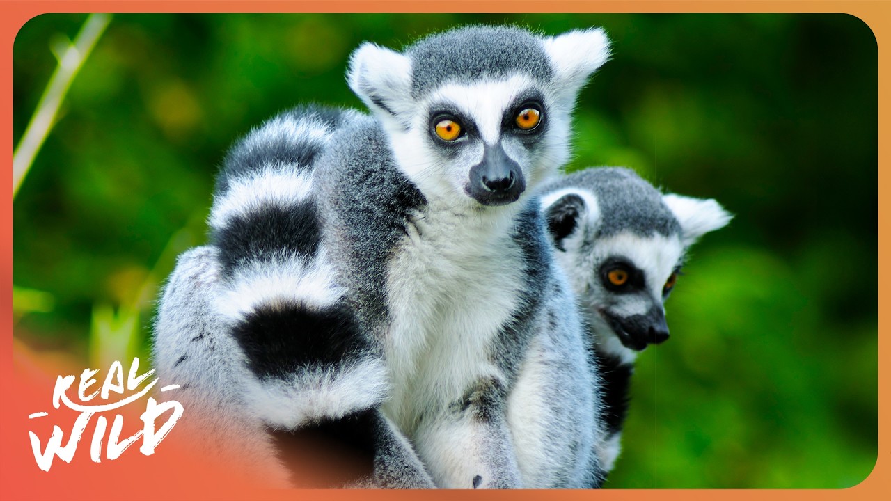 Madagascar: Land of The Lemurs | 4K